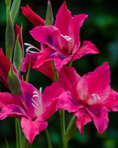 Gladiolus Vulcano